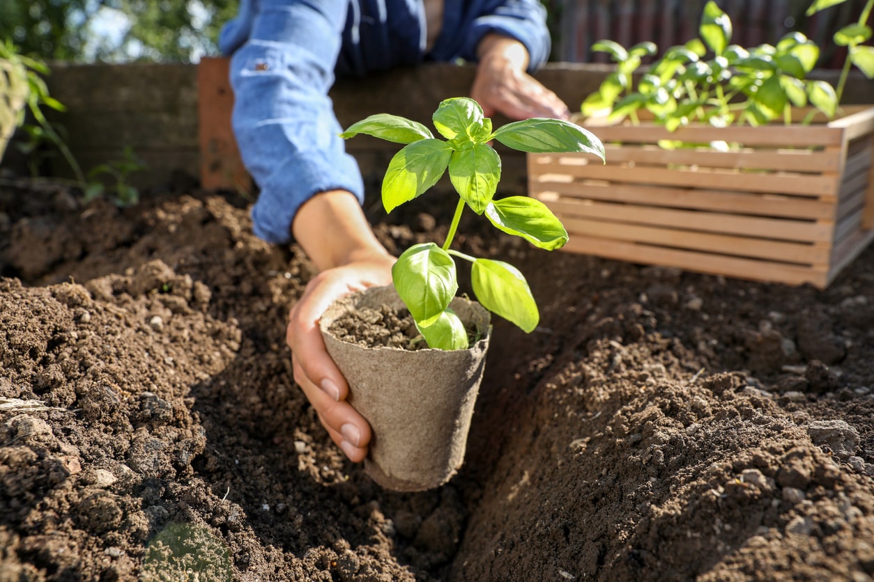 a gardener transplanting plants on a cool cloudy day