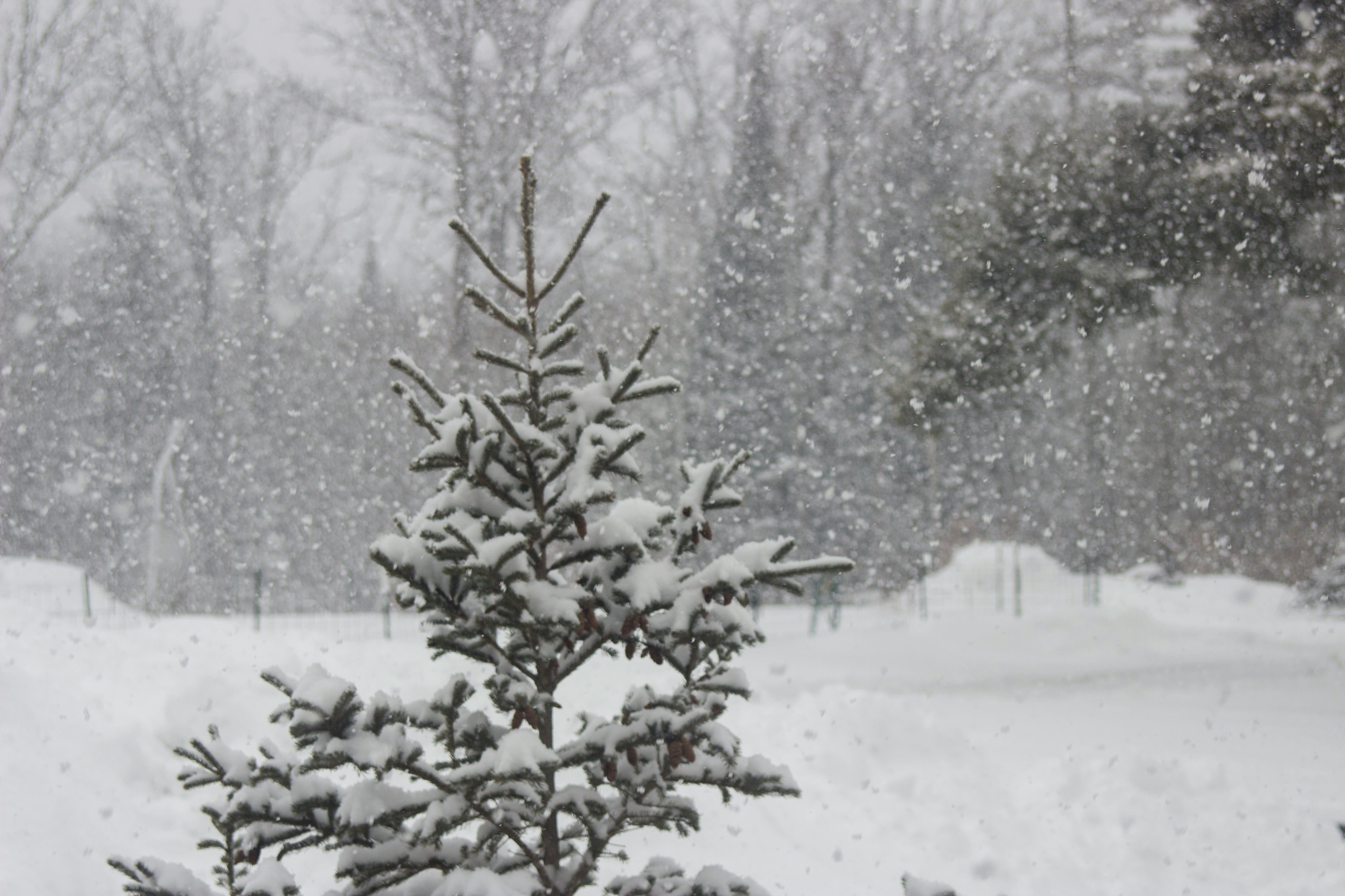 a tree being covered in snow during a thundersnow