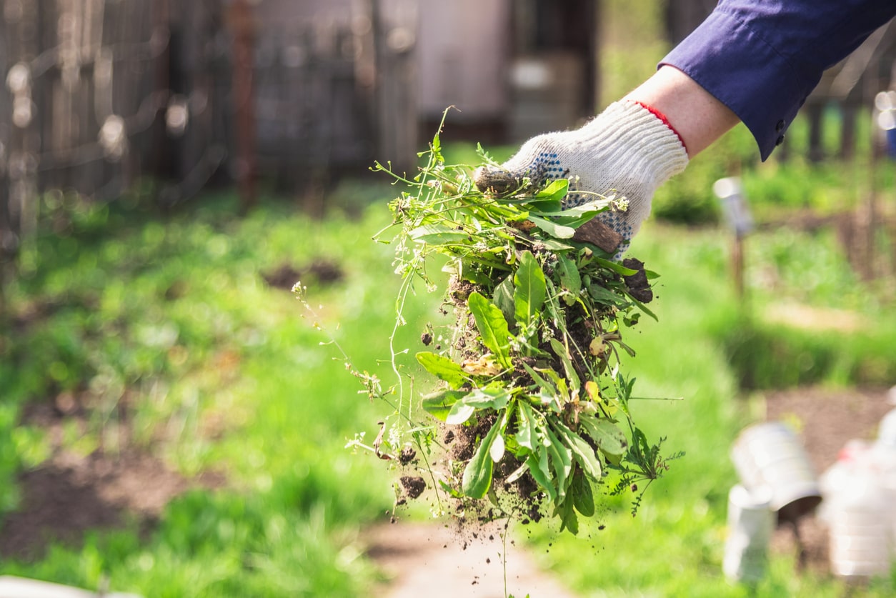 a gardener weeding after it rained