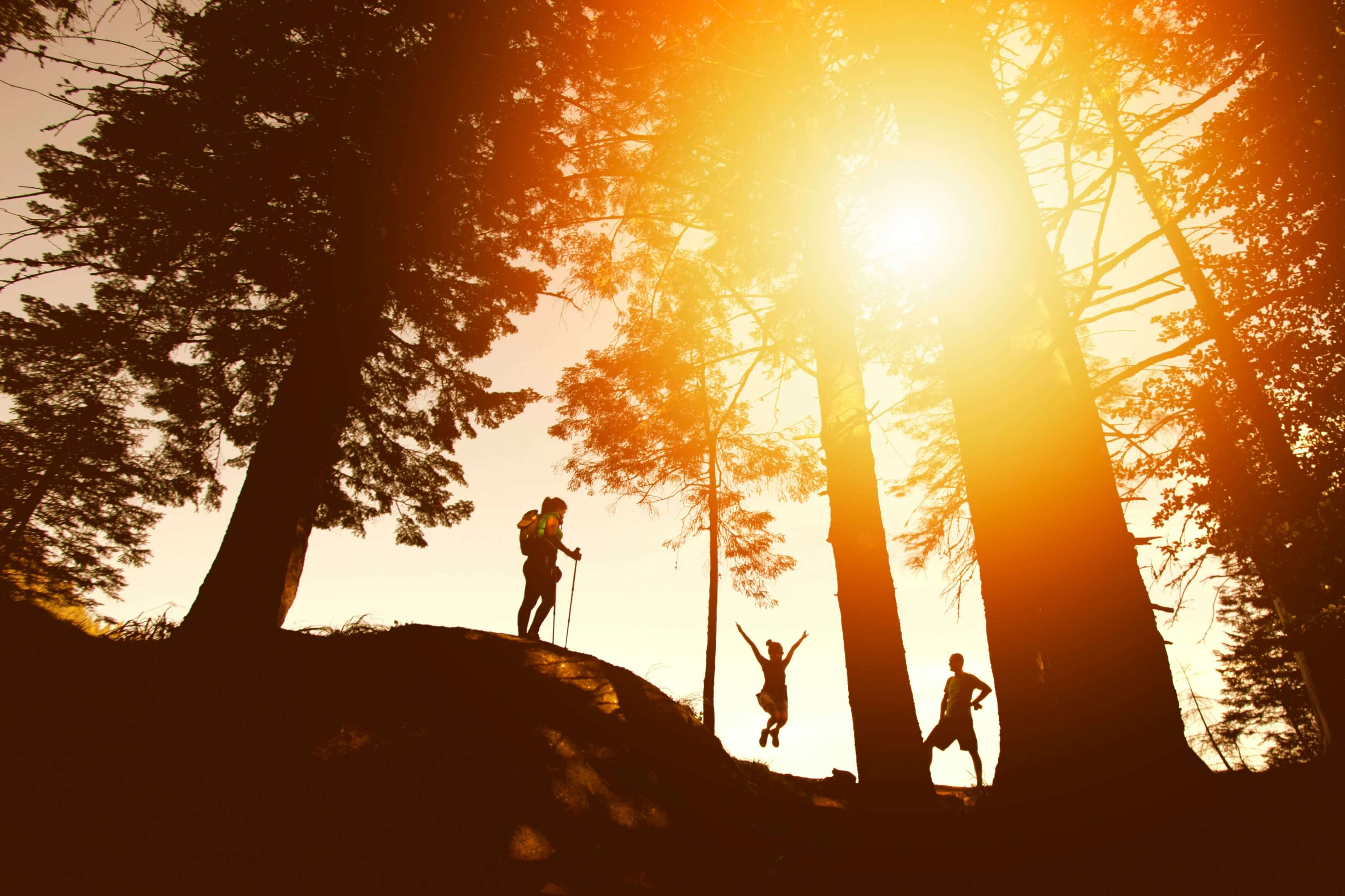 three hikers hiking in a forest at sunset