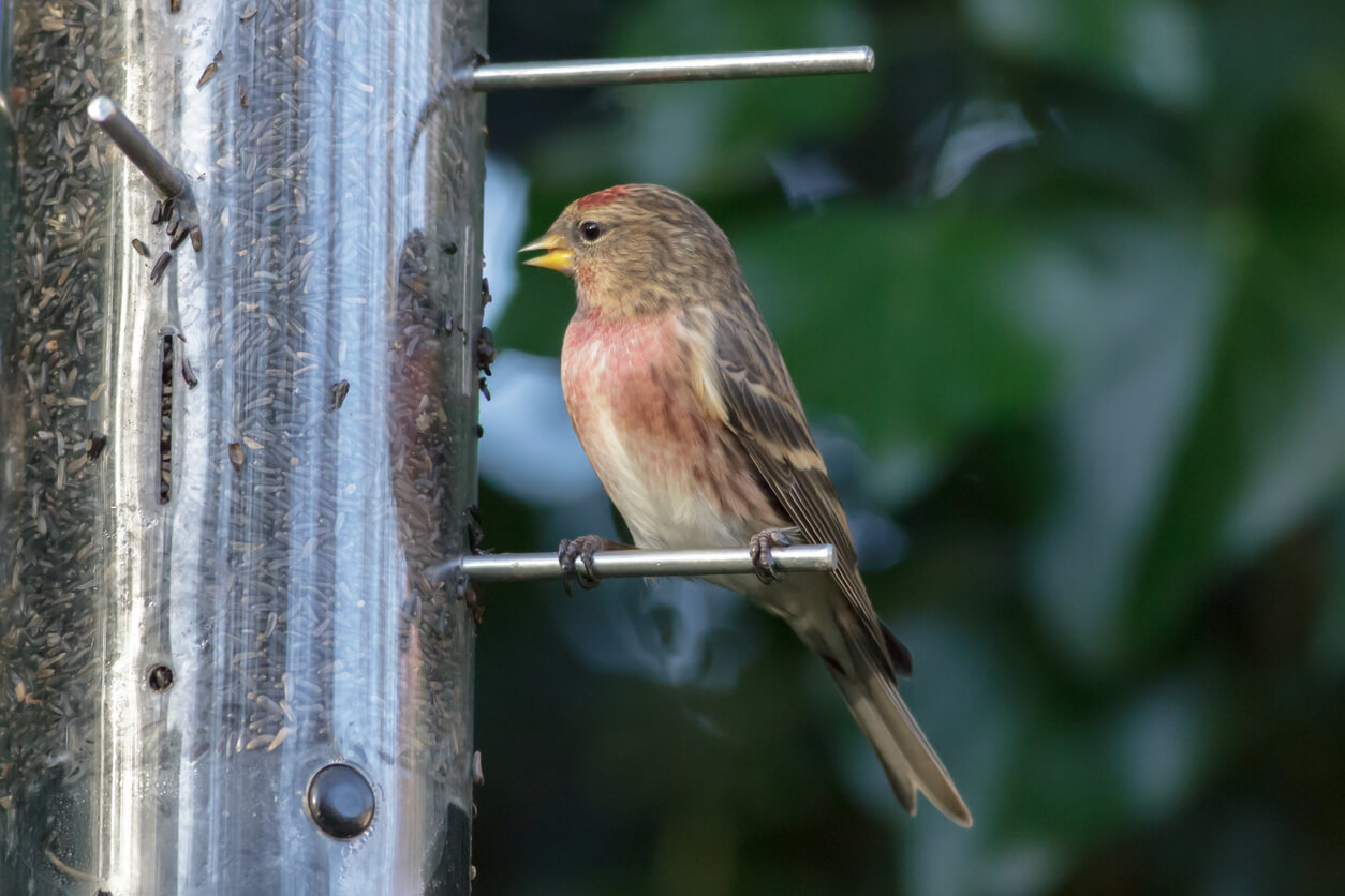 a bird eating nyjer seeds from a nyjer bird feeder