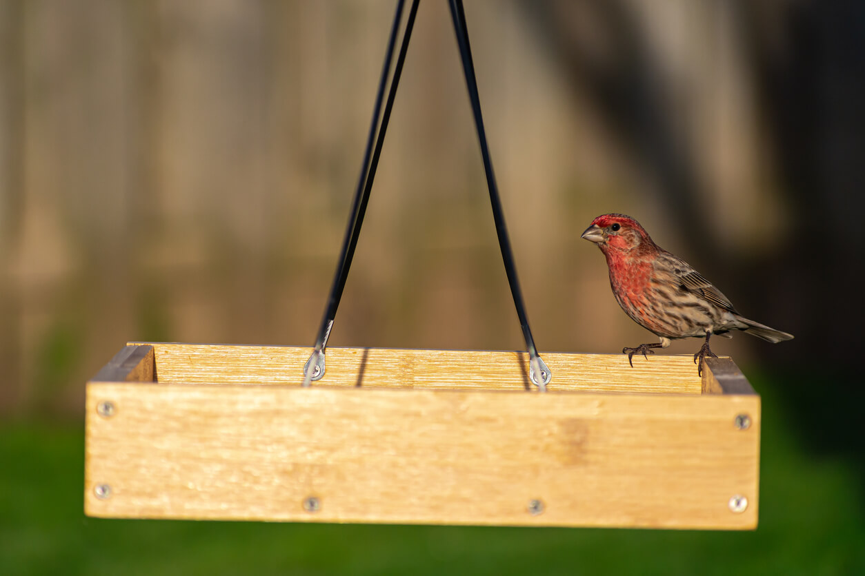 a bird perched on a platform bird feeder that is hanging from a stand